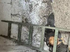 Vând bibilici de carne - imagine 2