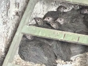 Vând bibilici de carne