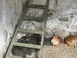 Vând bibilici de carne - imagine 3