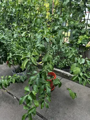 Vând lămâi in ghiveci - imagine 4