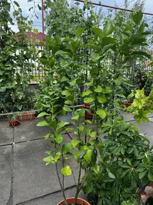 Vând lămâi in ghiveci