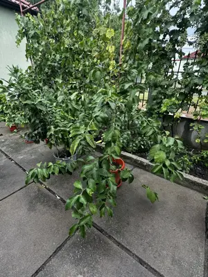 Vând lămâi in ghiveci - imagine 3