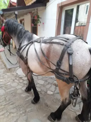 Vând cal deres - imagine 2 Vând cal deres - imagine 2