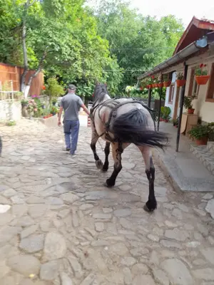 Vând cal deres - imagine 3 Vând cal deres - imagine 3