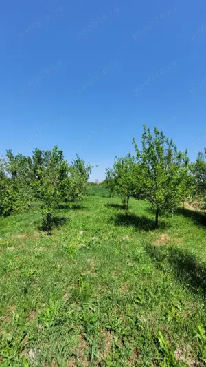 Vând proprietate în Miersig, jud.Bihor, la aproximativ 20 km de Oradea. - imagine 8
