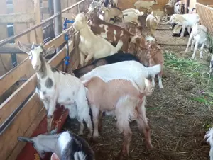 Iezii de vânzare  - imagine 3