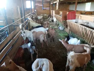 Iezii de vânzare  - imagine 2