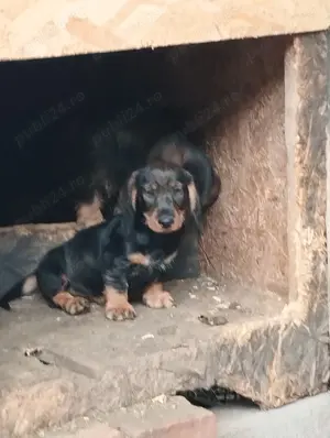 Teckel sarmos standard