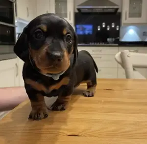 Teckel mini mascul și femela