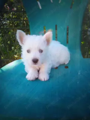 Westie pui  westie