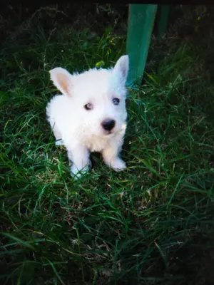 Westie pui  westie  - imagine 2 Westie pui  westie  - imagine 2