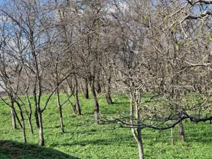 Vând casă cu șură și grădină în Bosanci, Suceava