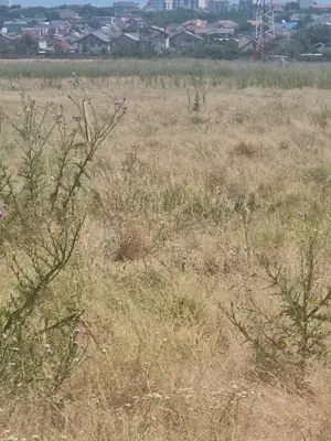 Techirghiol - Teren intravilan  - imagine 3