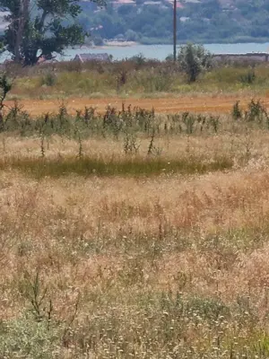 Techirghiol - Teren intravilan  - imagine 2