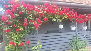 casa dd vanzare in timisoara  - imagine 5