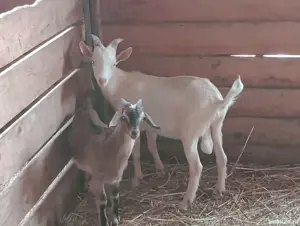 tap anglo nubian cel maro