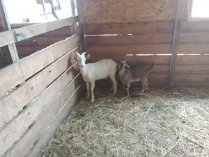 tap anglo nubian cel maro - imagine 2 tap anglo nubian cel maro - imagine 2