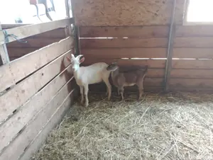 tap anglo nubian cel maro - imagine 3 tap anglo nubian cel maro - imagine 3