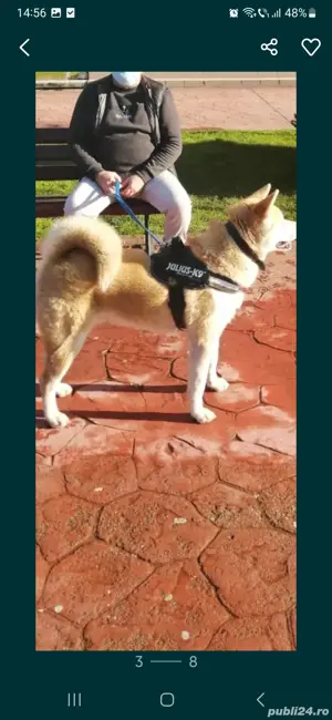 Akita Inu detin ambii părinți merita văzuți 