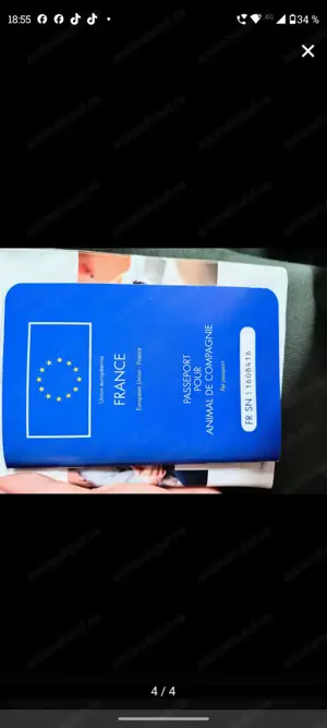 Vând Rottweiler  - imagine 2