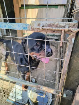 Vând Rottweiler  - imagine 3