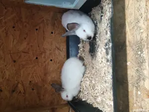 Vand iepuri 1 mascul o femela californian 