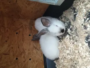 Vand iepuri 1 mascul o femela californian  - imagine 2