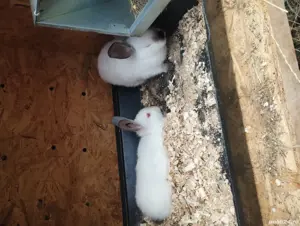 Vand iepuri 1 mascul o femela californian  - imagine 3