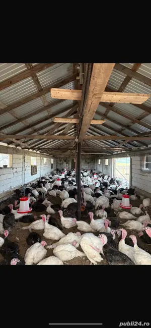 Vând curcani crescuti la țară pe izlaz - imagine 3 Vând curcani crescuti la țară pe izlaz - imagine 3