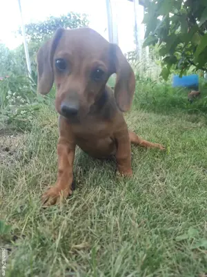 Cetei Teckel rasa pura  - imagine 2