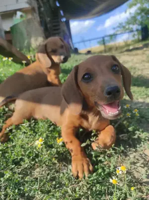 Cetei Teckel rasa pura  - imagine 5