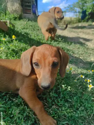 Cetei Teckel rasa pura  - imagine 4