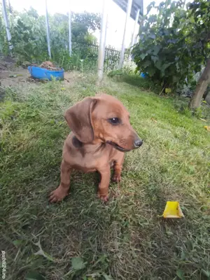 Cetei Teckel rasa pura  - imagine 3