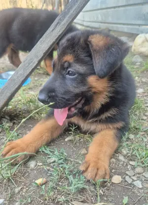 Catelusi ciobanesc german, 4 luni - imagine 2 Catelusi ciobanesc german, 4 luni - imagine 2