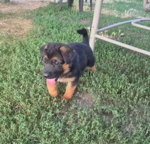 Catelusi ciobanesc german, 4 luni - imagine 3 Catelusi ciobanesc german, 4 luni - imagine 3