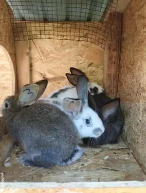 Vand iepuri 3 masculi și o femela comuni. - imagine 2