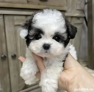 Bichon Maltez Mini Toy