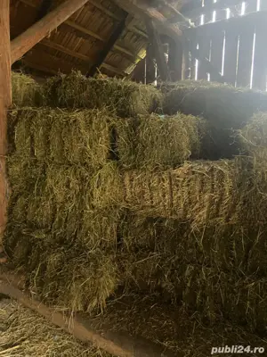 Vand baloti lucerna - imagine 5