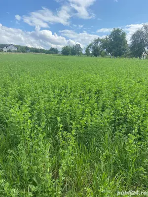 Vand baloti lucerna - imagine 2