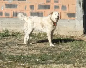 Mascul Asia Centrală Masiv 18 luni