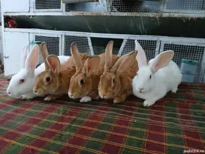 Iepuri hycole francez! - imagine 2 Iepuri hycole francez! - imagine 2