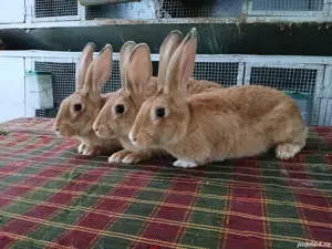 Iepuri hycole francez!