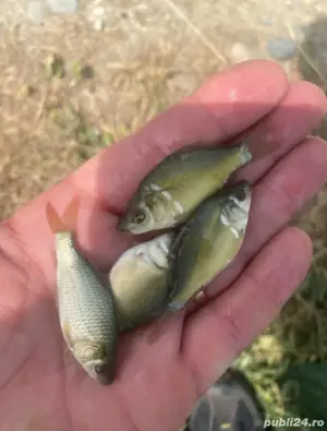 puiet peste pentru populare - imagine 3