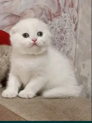 Scottish Fold albi cu ochi albaștri ! Raritate în România!