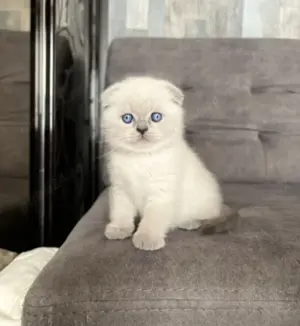 Oferta ! Scottish Fold Blue Point  - imagine 4