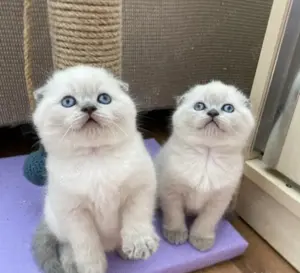 Oferta ! Scottish Fold Blue Point 