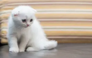 Scottish Fold albi cu ochi albaștri  - imagine 2 Scottish Fold albi cu ochi albaștri  - imagine 2