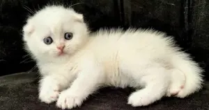 Scottish Fold albi cu ochi albaștri 