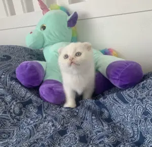 Scottish Fold albi cu ochi albaștri  - imagine 3 Scottish Fold albi cu ochi albaștri  - imagine 3