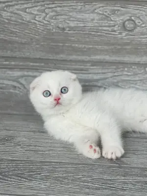 Scottish Fold albi cu ochi albaștri  - imagine 4 Scottish Fold albi cu ochi albaștri  - imagine 4